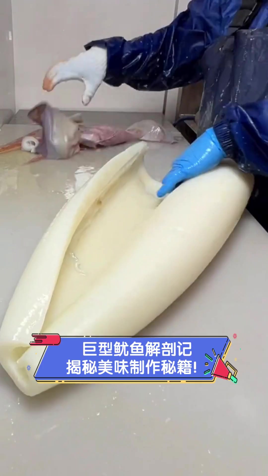 巨型鱿鱼解剖记,揭秘美味制作秘籍!