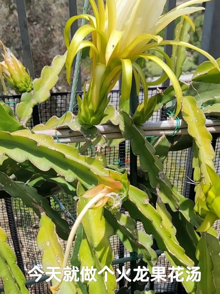 火龙果花汤～丝滑鲜美一起尝尝吧(二)