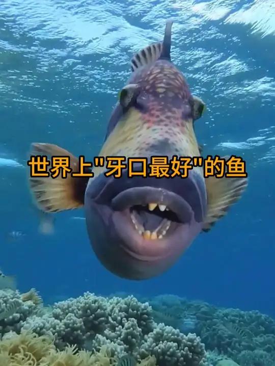 扳机鱼,一种“牙口最好”的鱼类!扳机鱼 科普 涨知识 有趣