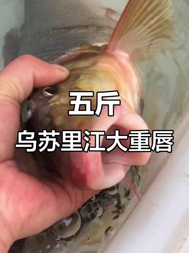 乌苏里江大重唇鱼,五斤多罕见野生美味