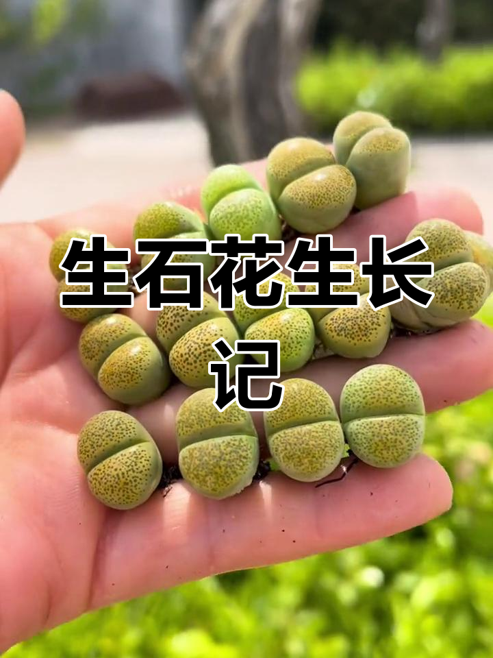 多肉植物中的生石花系列:黄绿碧琉璃