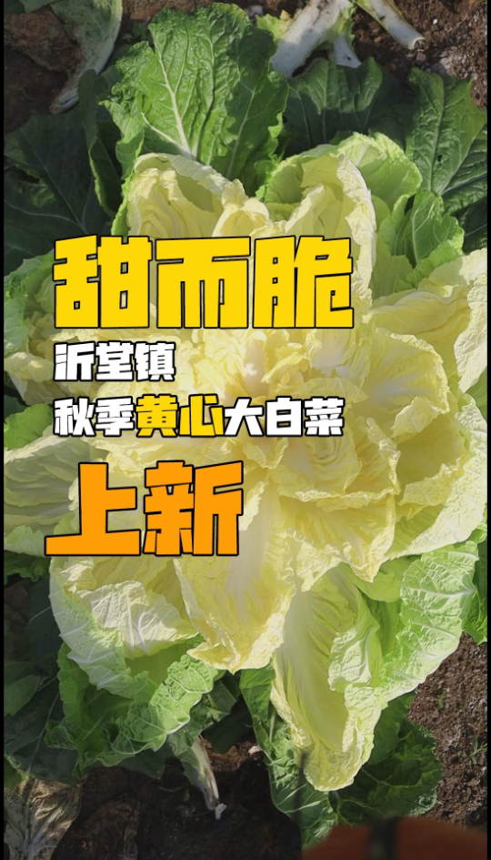 果然视频|味甜而爽脆!临沂沂堂镇秋季黄心大白菜上新