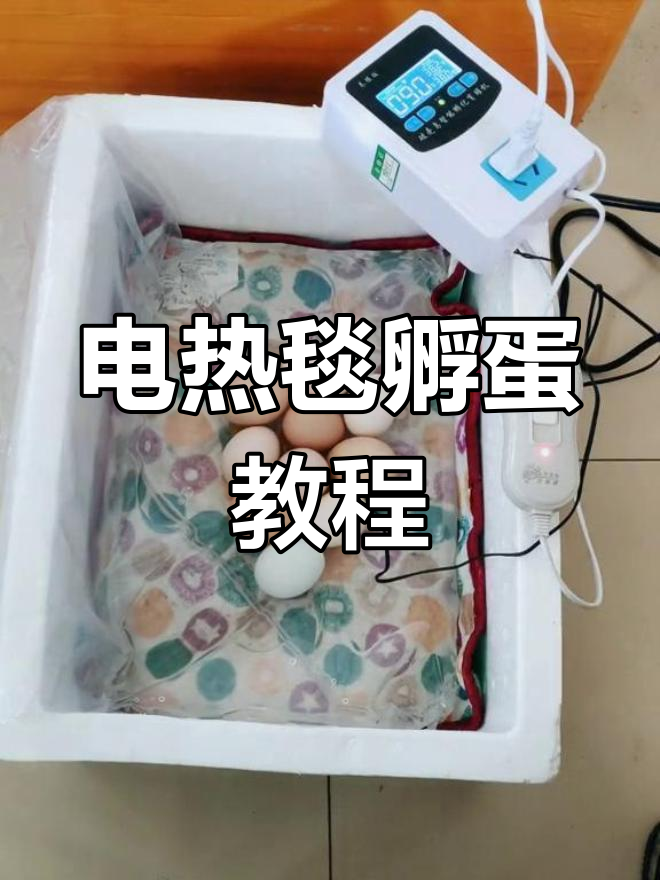 电热毯孵化小鸡,轻松学会!