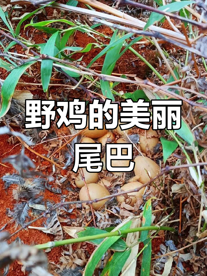 第一次见野鸡,尾羽如凤凰般绚烂,自然之美令人惊叹