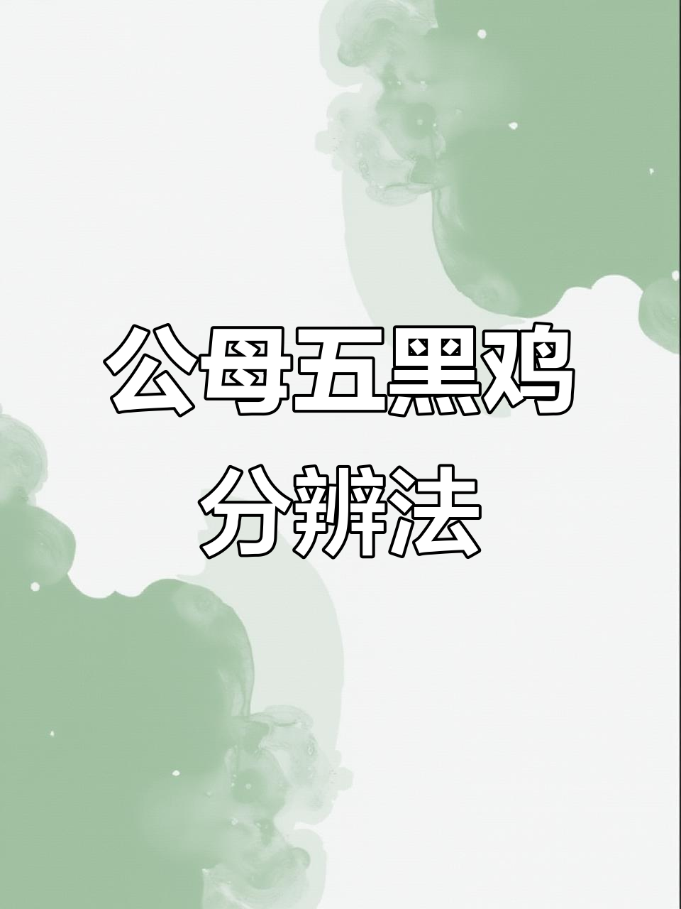 五黑鸡公母辨别技巧,翻尾一看就懂