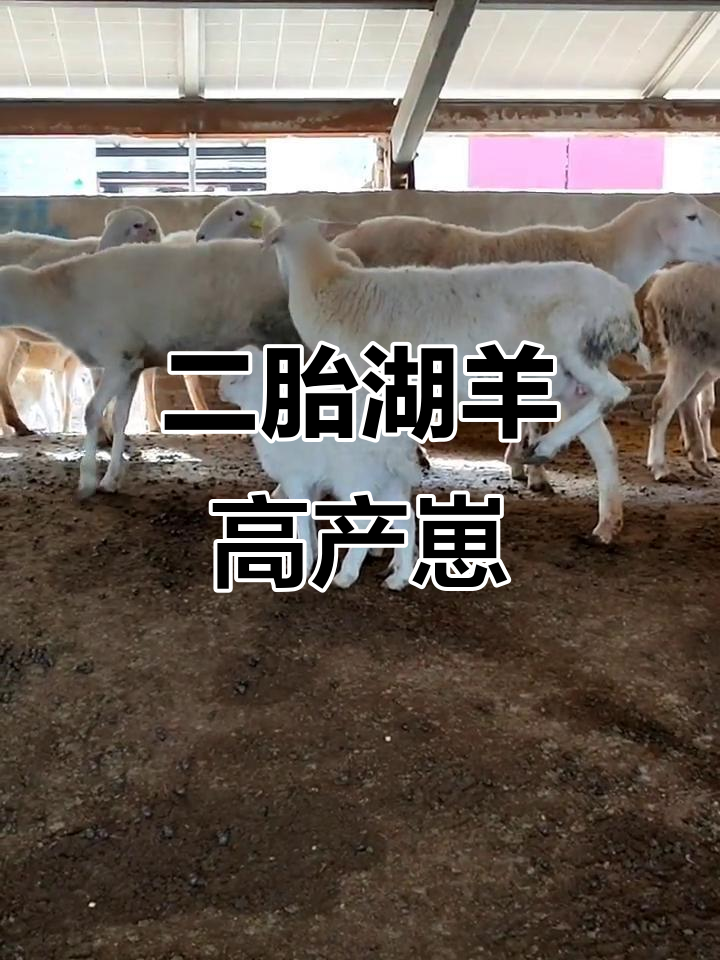 湖羊二胎轻松产四只,一胎也能生三到五只