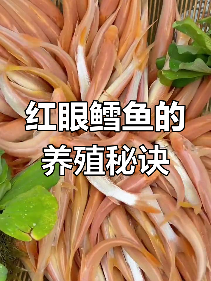 红眼鳕鱼易养,食物多样,适合农村广泛养殖