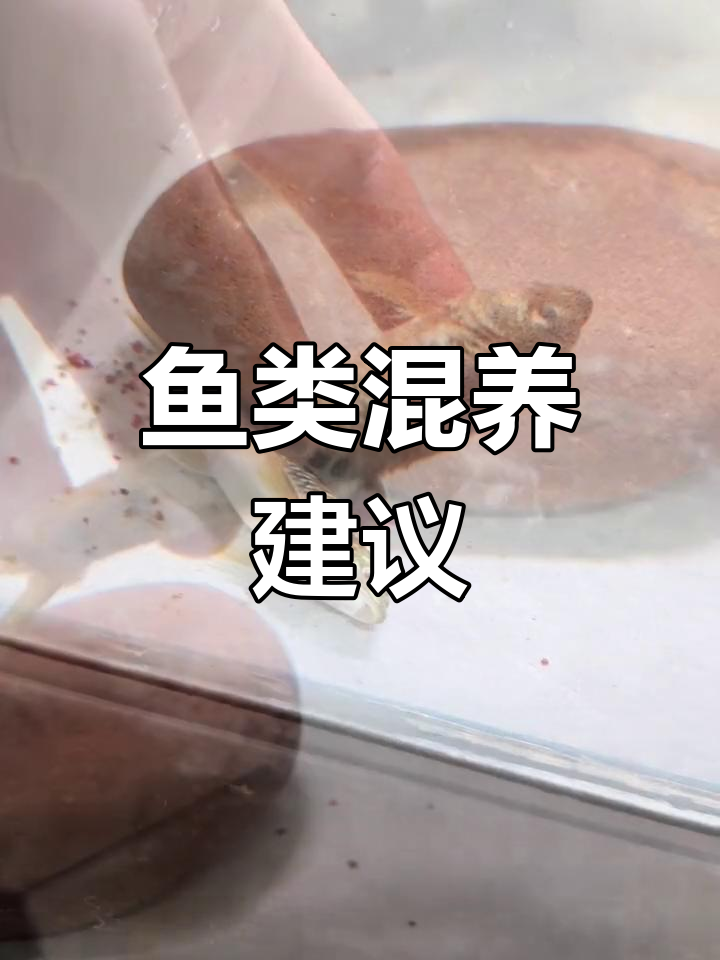 长鳍鱼与溪石斑混养,体型差异大,最好分开饲养