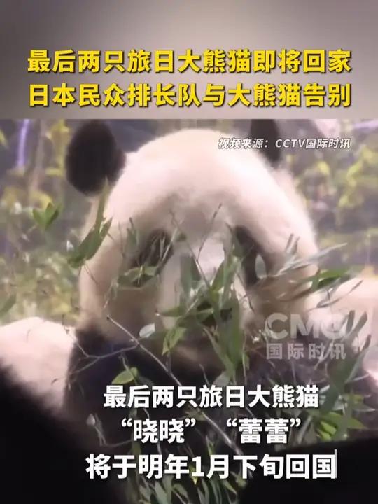 最后两只旅日大熊猫即将回家，日本民众排长队与大熊猫告别