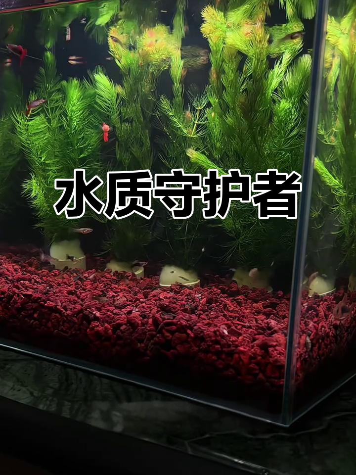 金鱼藻不仅保护水质,还能防止孔雀鱼宝宝被吞食!