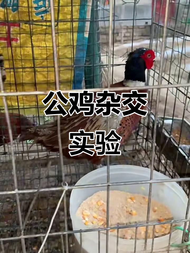小公鸡与三只母鸡的杂交试验,能否成功受精?