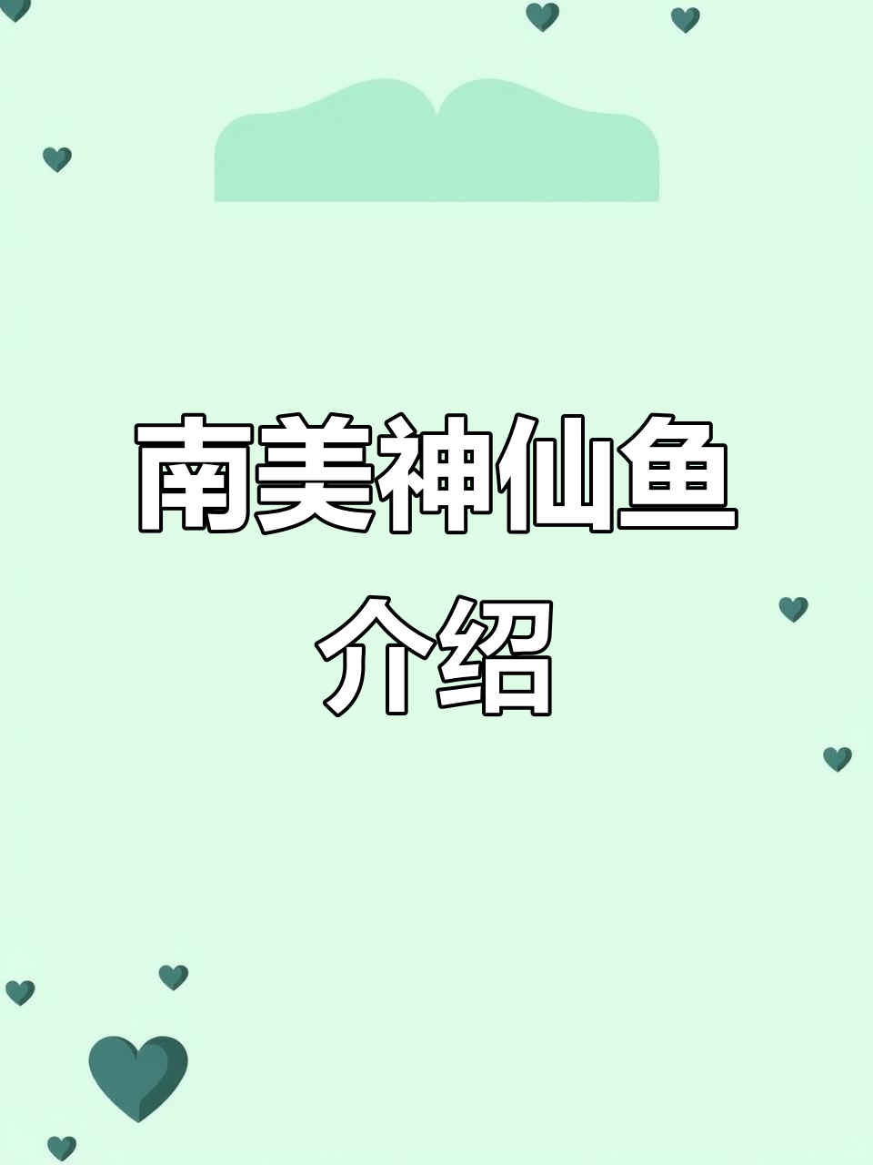 探秘南美神仙鱼:埃及与秘鲁品种大揭秘