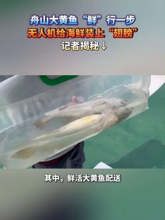 舟山大黄鱼“鲜”行一步 无人机给海鲜装上“翅膀”，记者揭秘↓