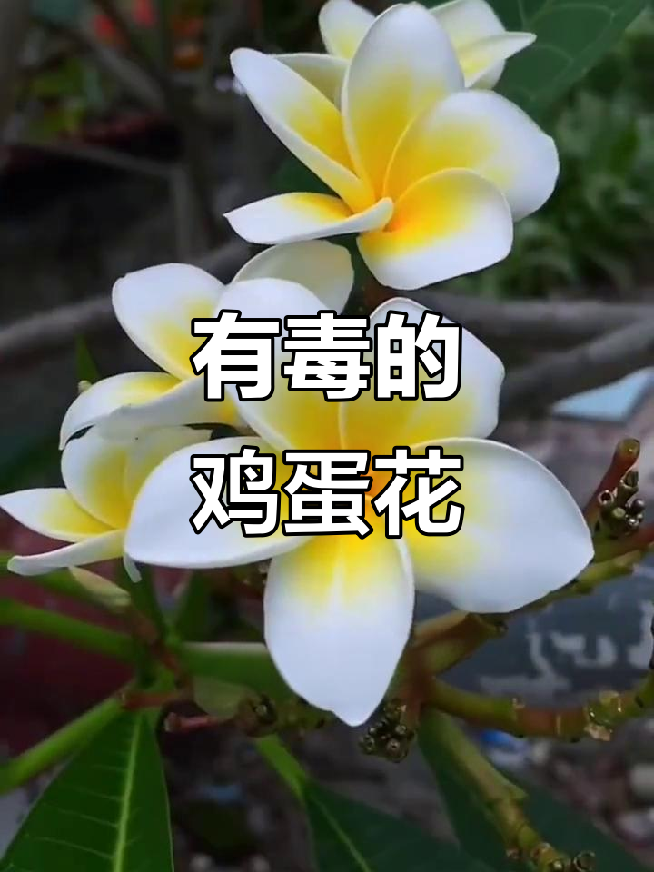 鸡蛋花：美丽却有毒，闻香需谨慎