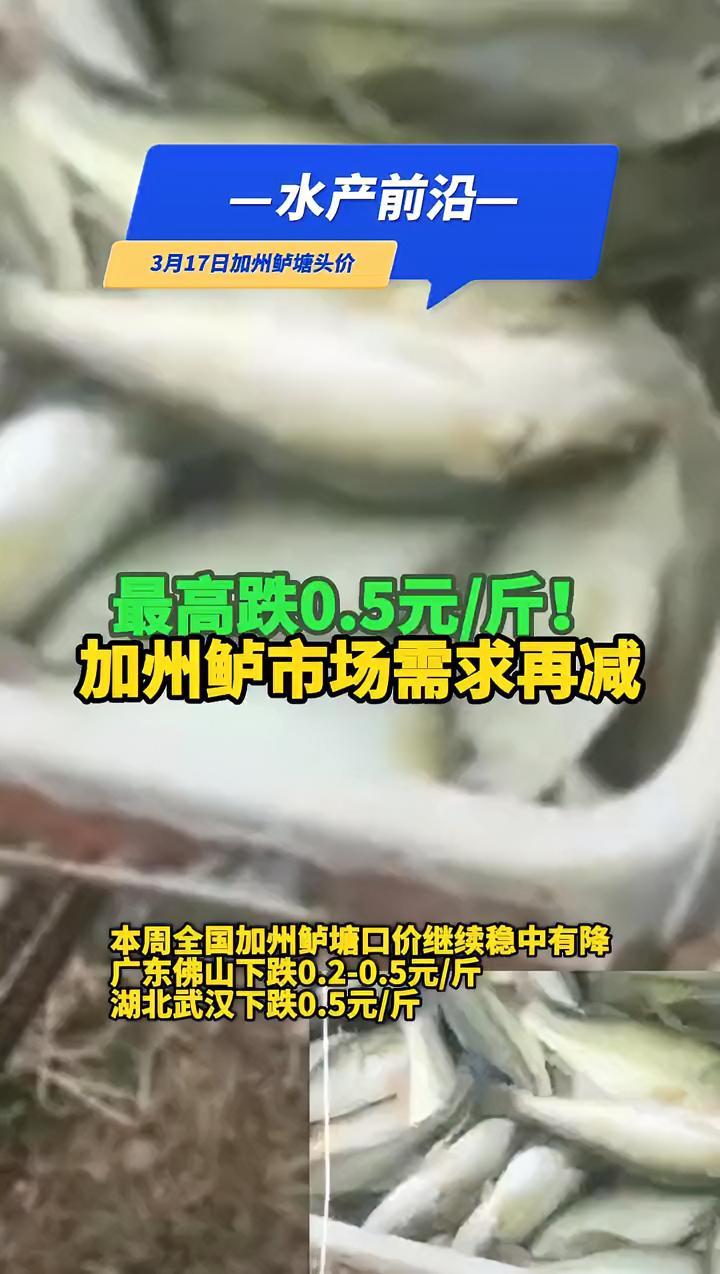 最高跌0.5元/斤!本周全国加州鲈出塘价继续稳中有降,鲈鱼行情何时见好?(3月17日加州鲈