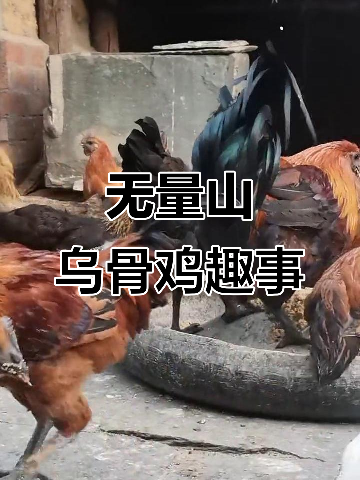 无量山乌骨鸡的奇妙之旅，上厕所也能这么搞笑