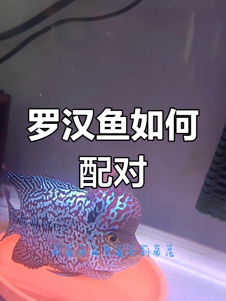 罗汉鱼繁殖配对技巧