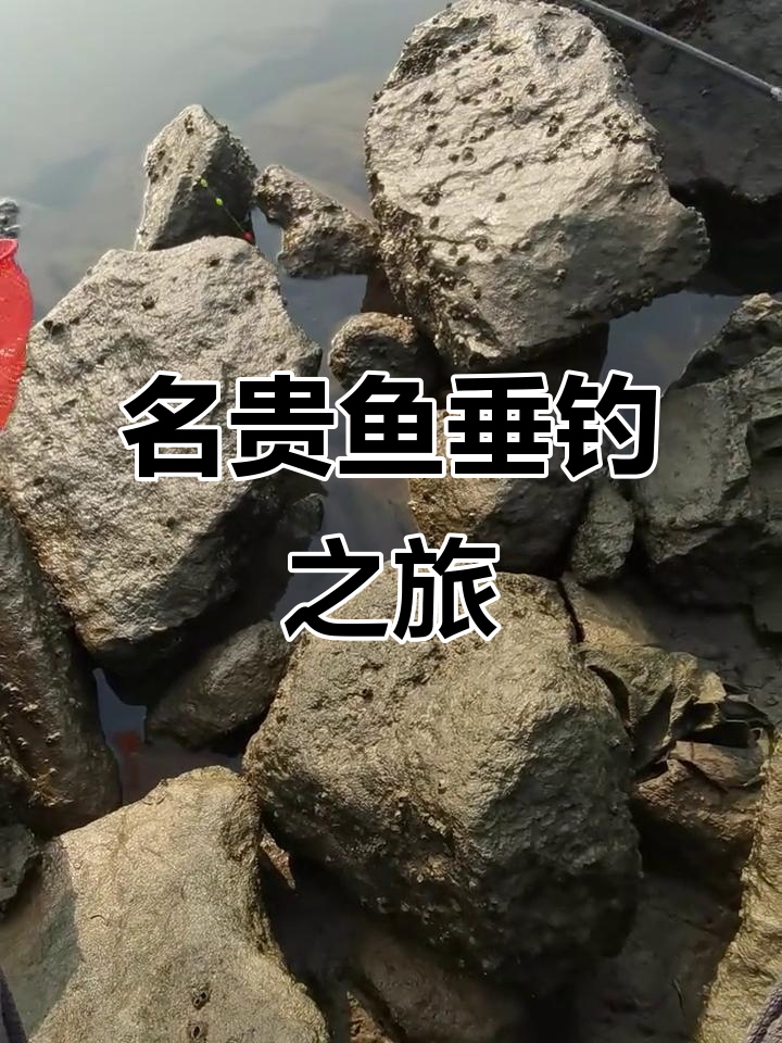 钓名贵淡水鱼,280元一斤!挑战极限钓鱼技巧