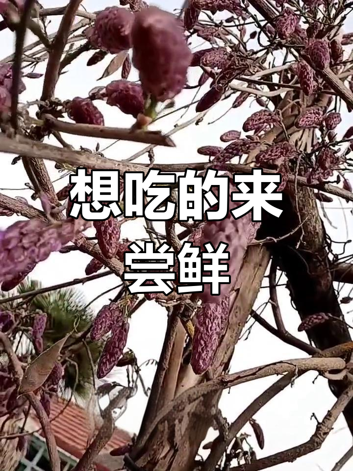 桐花菜,吃上一口就停不下来