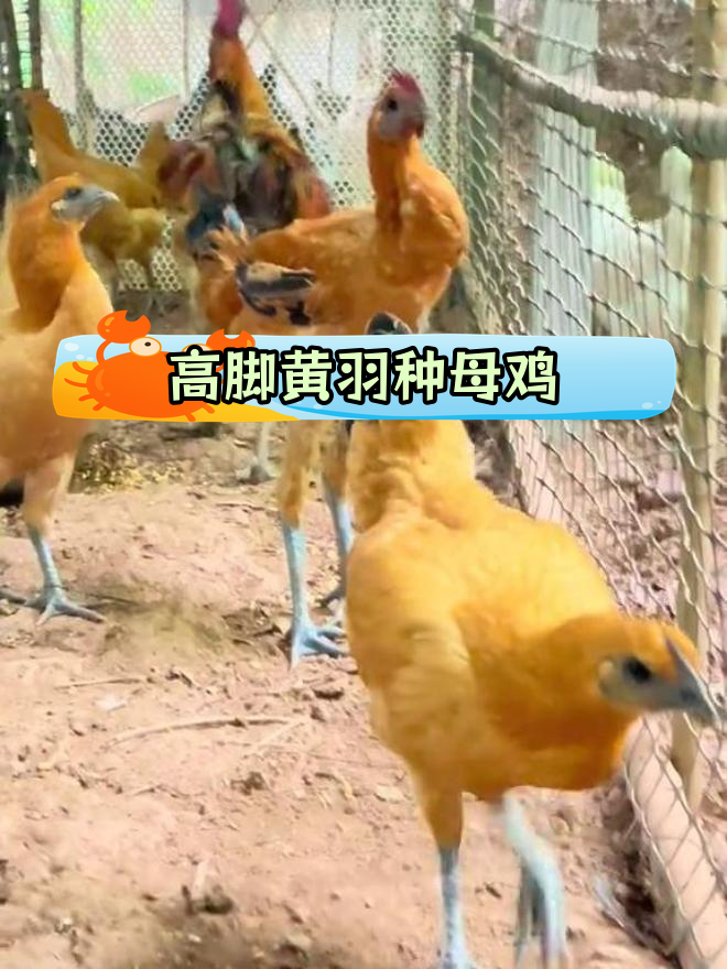 泸州高脚黄羽种母鸡,散养正宗土鸡