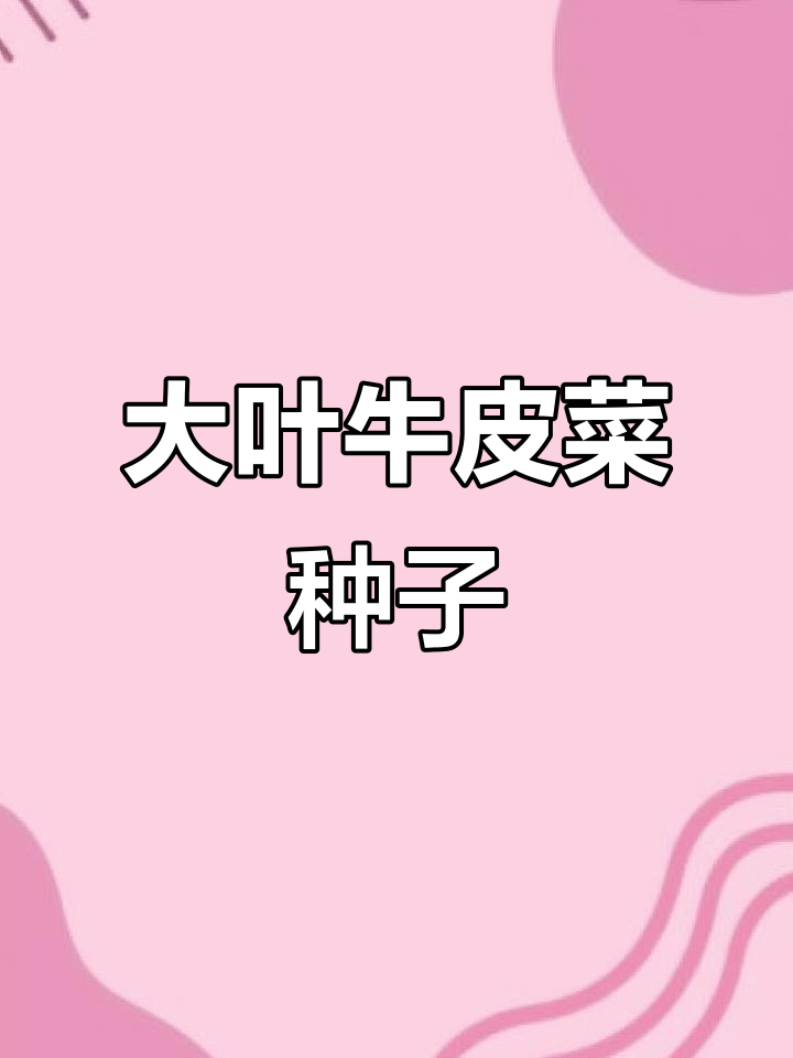 四川大叶牛皮菜种子,厚皮根达菜种籽