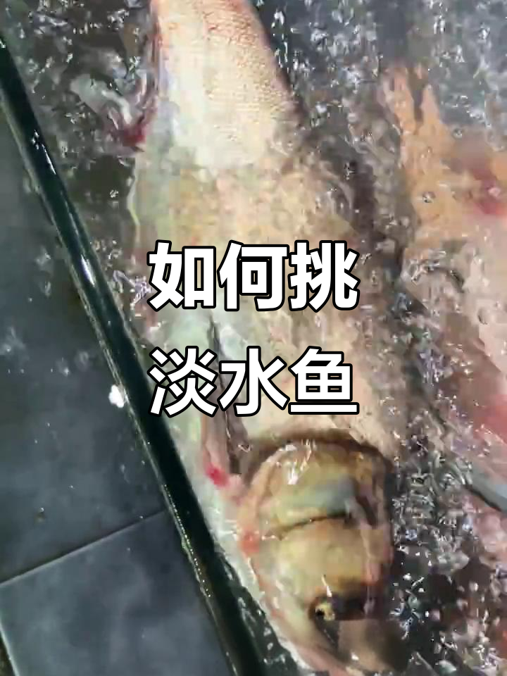 常见淡水鱼挑选技巧,教你如何选对品种