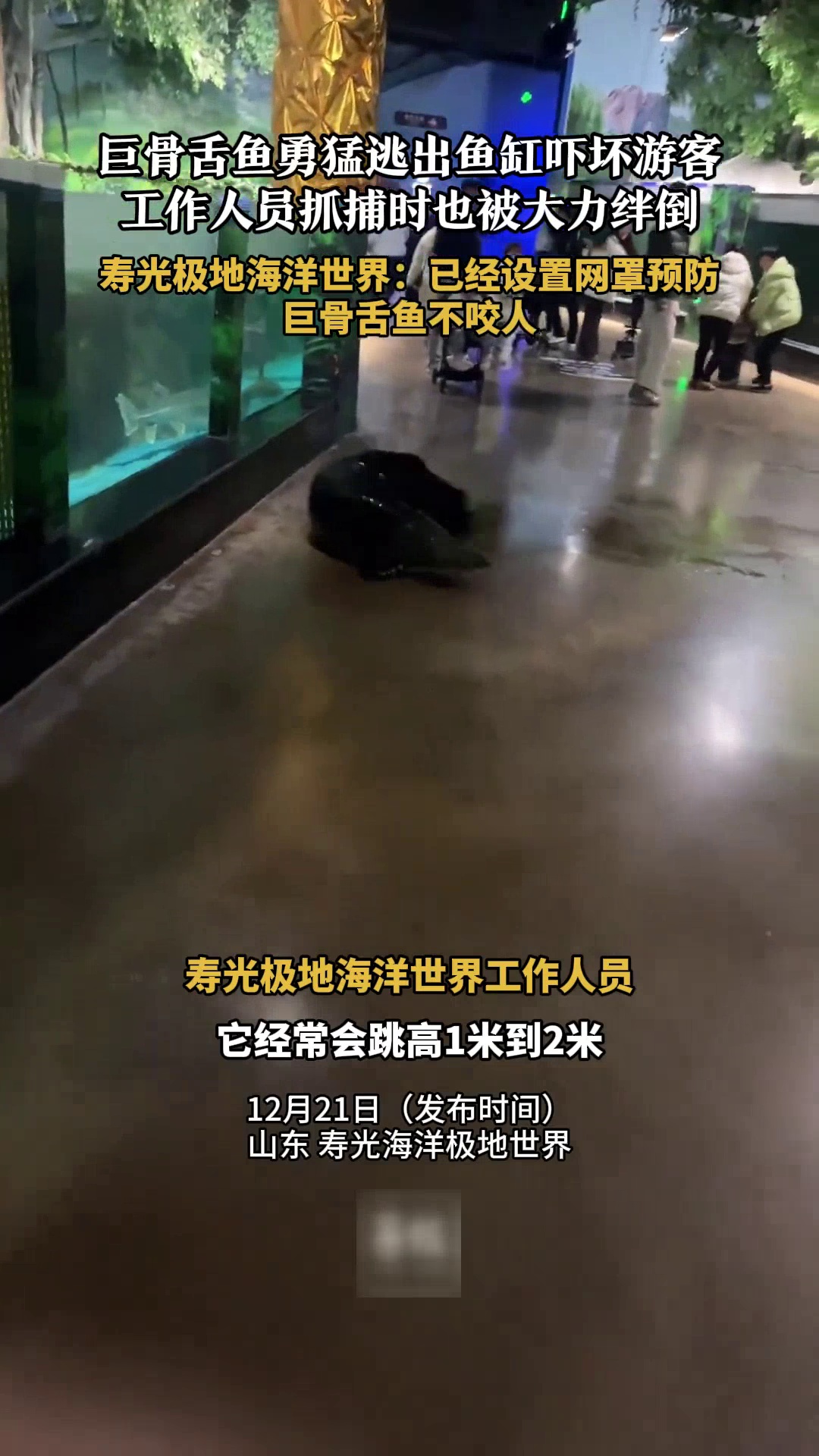 巨骨舌鱼“逃”出鱼缸吓坏游客，工作人员抓捕时也被大力绊倒，海洋世界回应