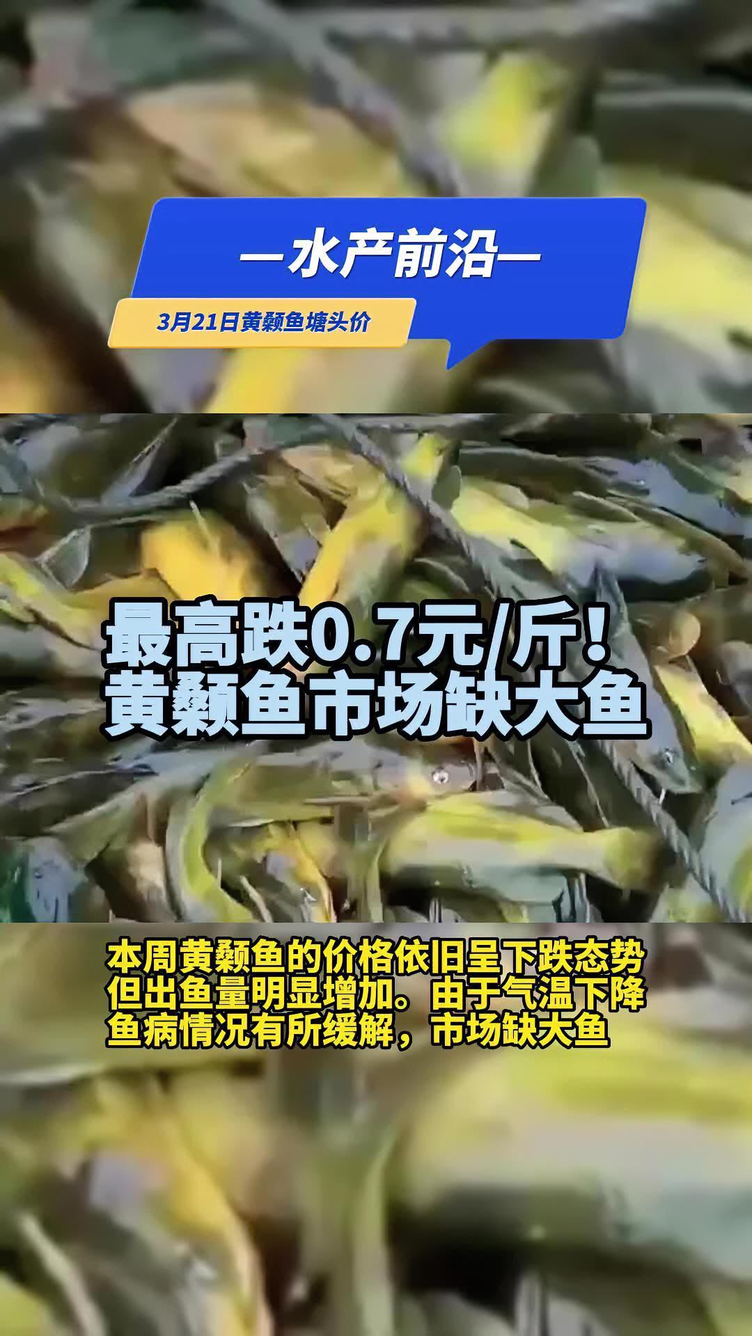 广东肇庆6两头涨0.2元/斤,流通商和养殖户在期待清明的价格。(3月21日黄颡鱼塘头价)水