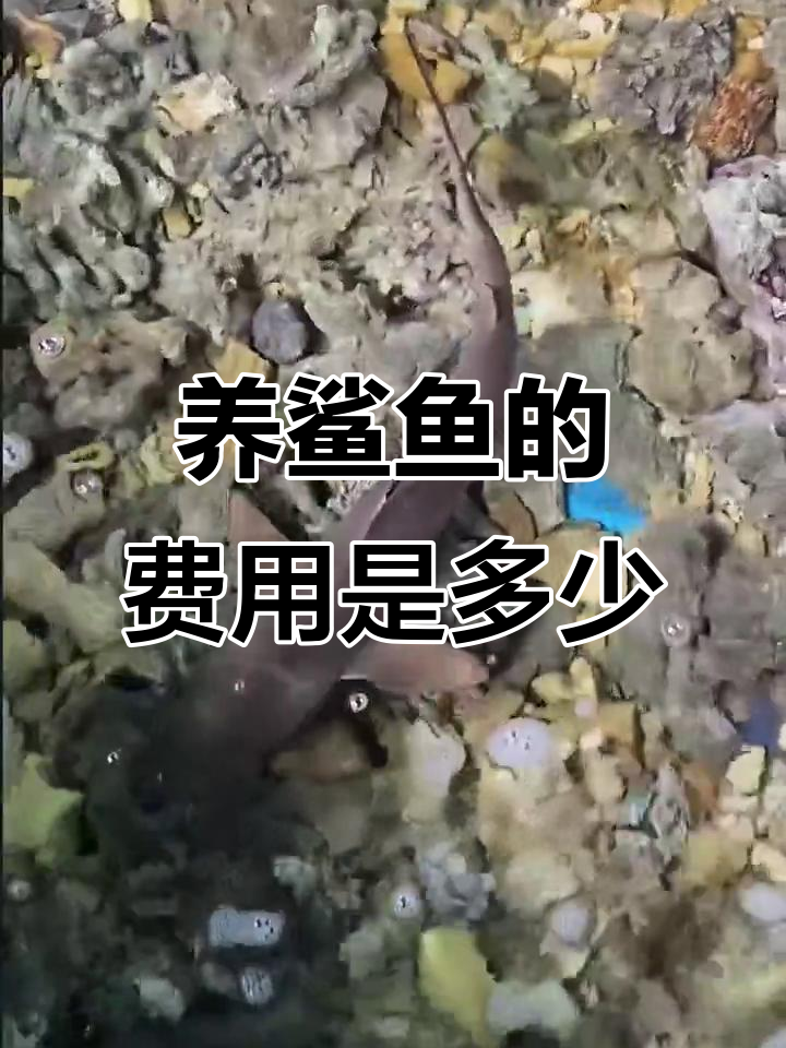 鲨鱼养殖成本大揭秘,玛莎和拉弟的成长故事