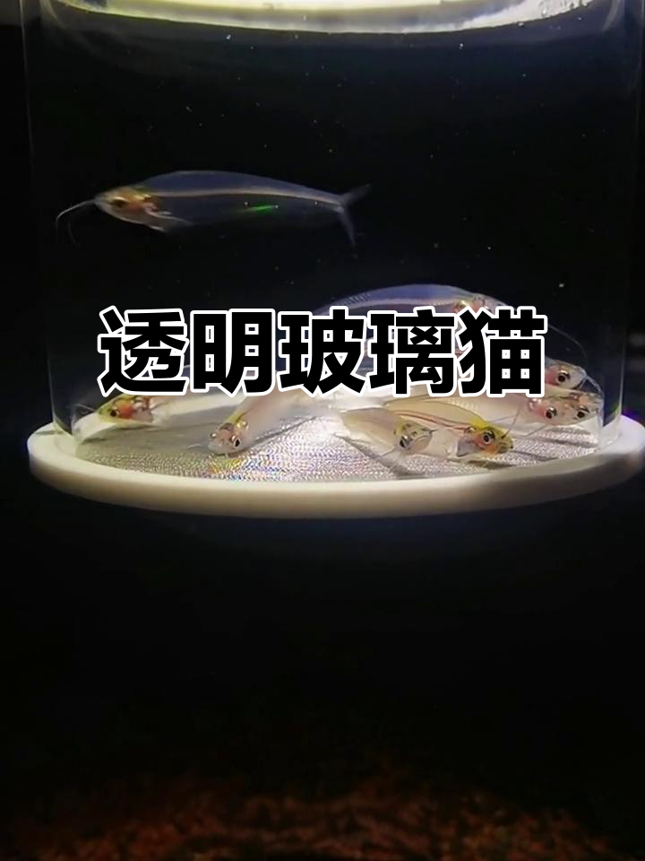 玻璃猫:透明小鱼,骨头都能看清楚