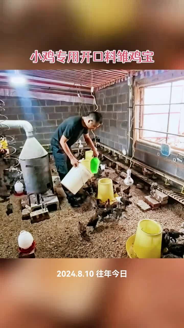 养殖 养鸡 家禽养殖 鸡鸭鹅养殖 小鸡开口料