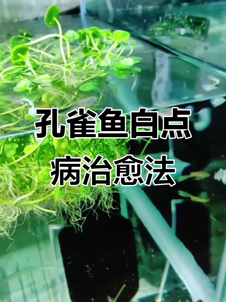孔雀鱼白点病治疗全攻略:升温下药,轻松恢复健康
