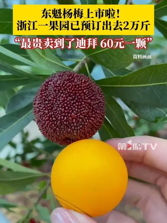 东魁杨梅上市啦!浙江一果园已预订出去2万斤。果园老板娘:最贵卖到了迪拜,单颗卖到了60块钱