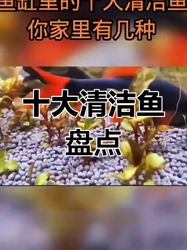 鱼缸清洁十大必备,看看你家养了几种?