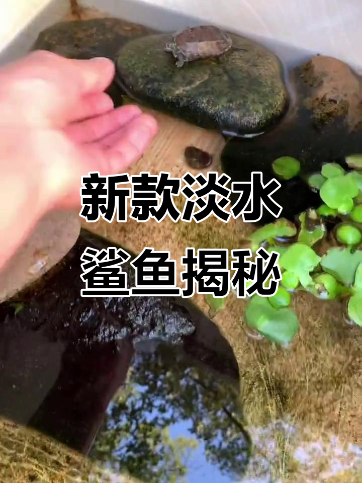 淡水鲨鱼惊现,竟然是这样!