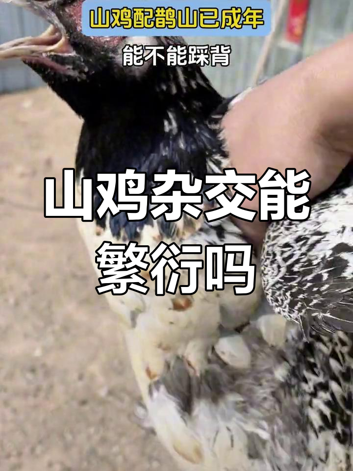 七彩山鸡与鹊山的后代成年,能否继续繁殖?