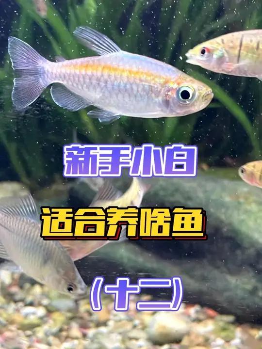 养鱼心法「第十二节」新手适合养啥鱼?少见的贵的别养,观赏鱼,原生鱼二选一。新手养鱼 新手养