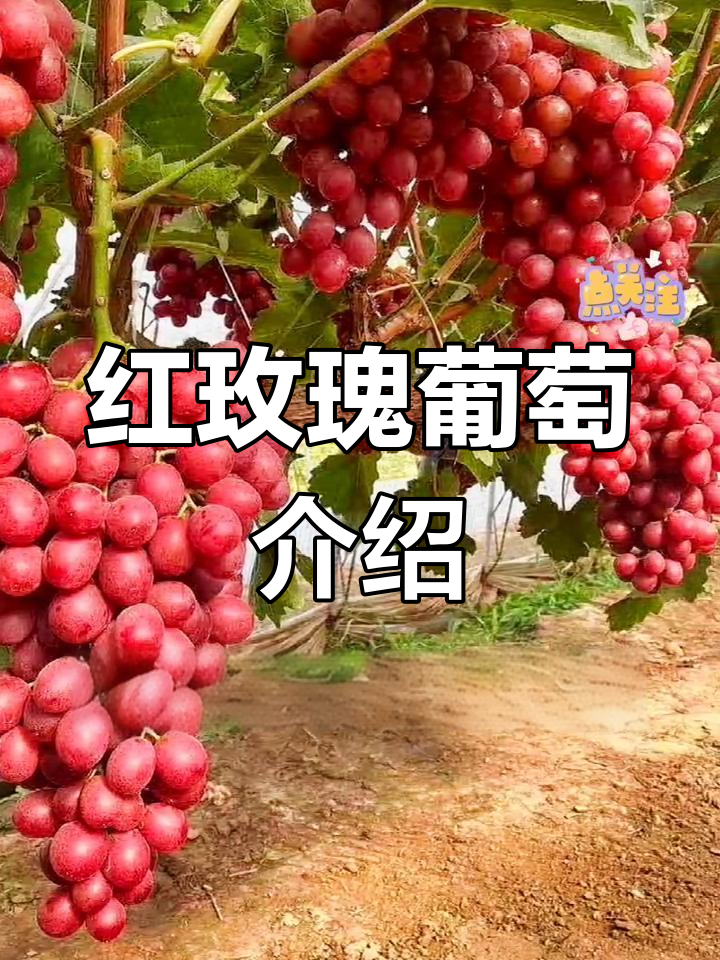 中国红玫瑰葡萄品种特性与种植技术