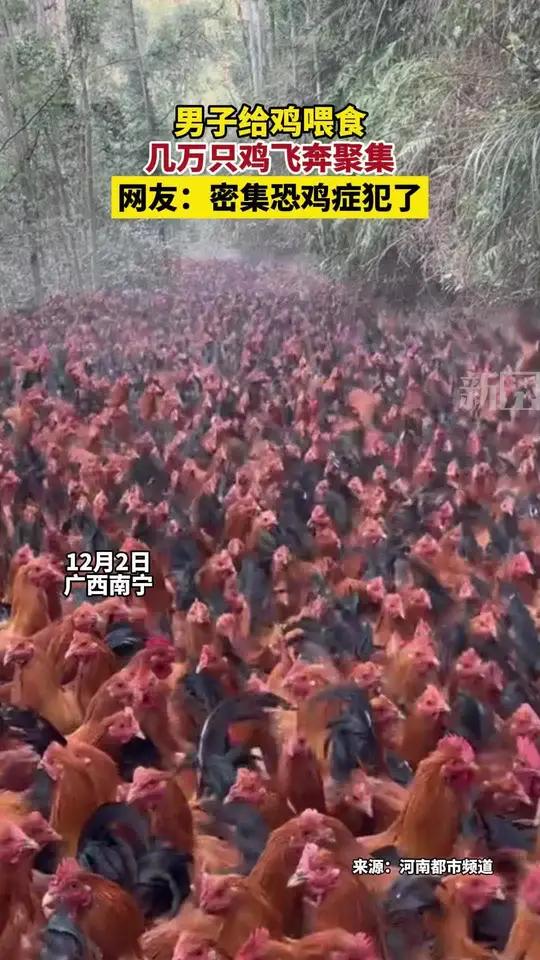 男子给鸡喂食 几万只鸡飞奔聚集 网友:密集恐鸡症犯了 万万没想到 6
