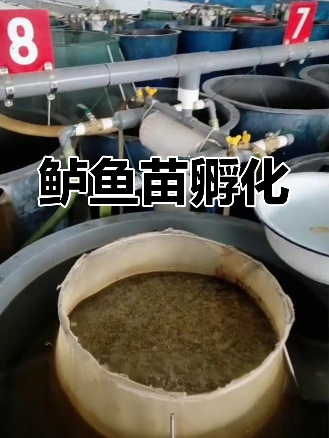 鲈鱼苗孵化,嫩芽破壳后即将打包运送