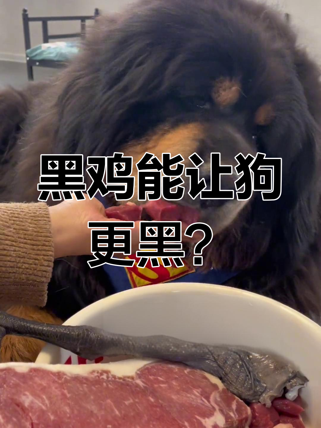 乌鸡腿与三文鱼牛肉粒,黑色食物能让狗狗变黑吗?