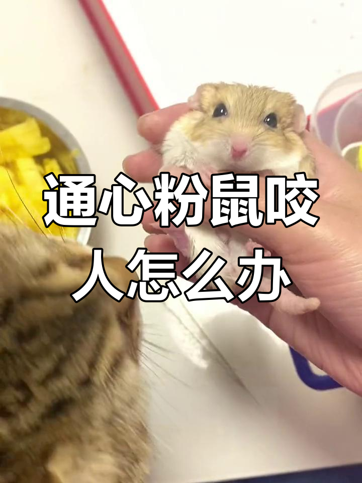 如何应对爱咬人的通心粉鼠