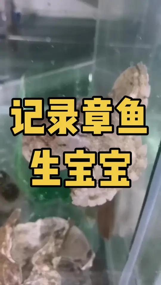记录章鱼生宝宝,小章鱼破卵而出长大的过程太美妙了
