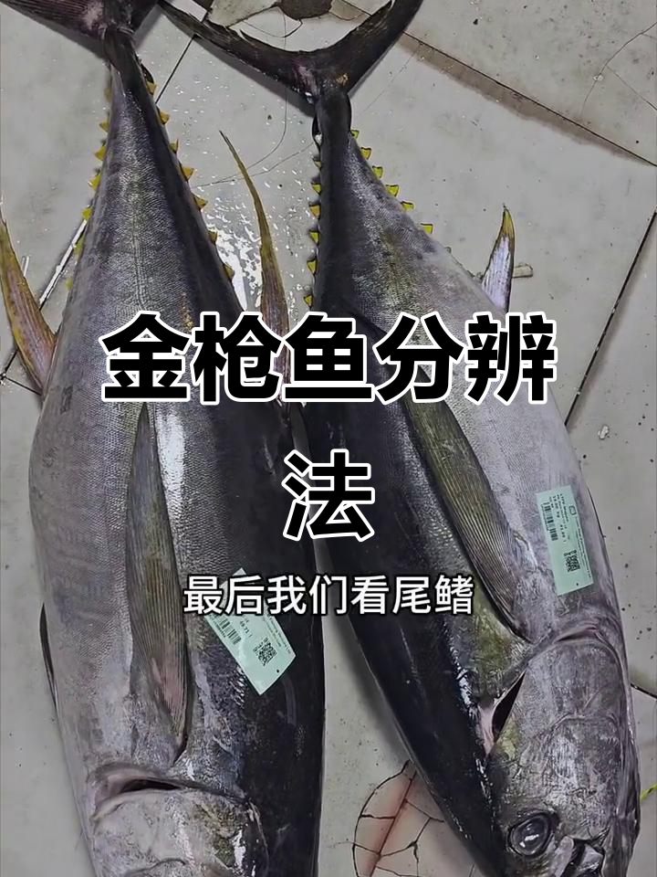 金枪鱼辨别小技巧，轻松区分黄鳍与大目！