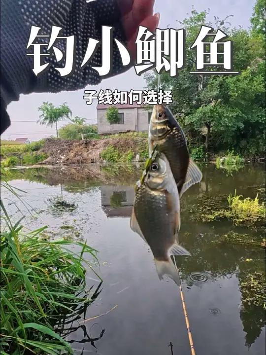 钓小鲫鱼子线选择多长合适,短子线钓鲫鱼,两大优点