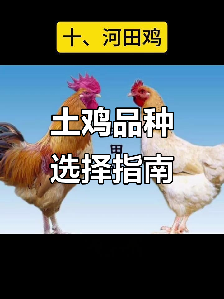 中国十大名鸡大揭秘,清远麻鸡、崇仁麻鸡等品种你了解吗?