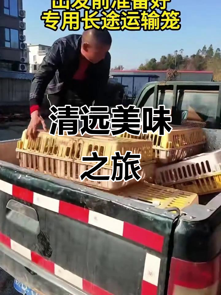 为了清远鸡的鲜美,我们驱车千里,确保每一口都是极致的味道