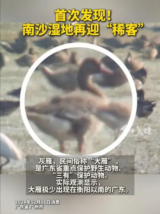 近日,南沙湿地迎来一位“稀客”——灰雁。这只来自北方的“灰家伙”吸引众多游客和鸟类爱好者的