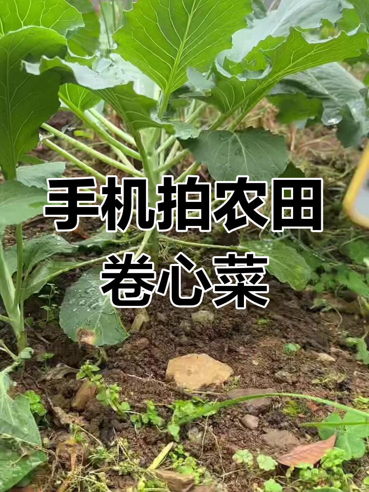 农田卷心菜拍摄技巧,手机摄影轻松搞定