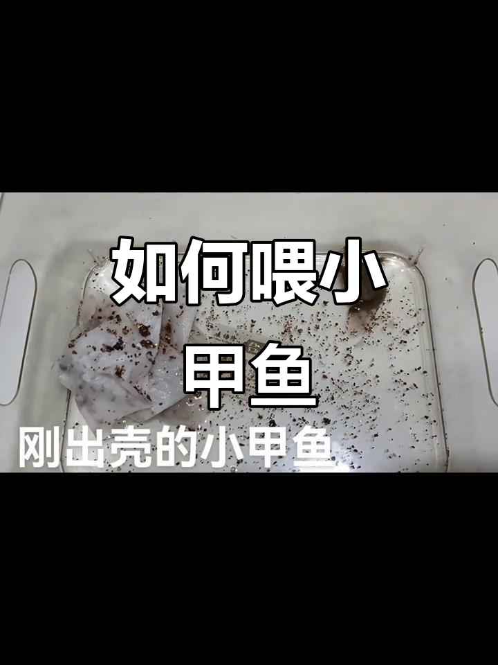 小甲鱼刚出壳,喂养技巧全揭秘